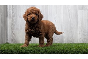 Kimmee - puppy for sale