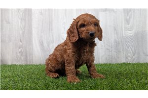 Viper - puppy for sale