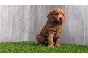 DeeJay - puppy for sale