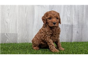 Michelle - Goldendoodle, Mini for sale