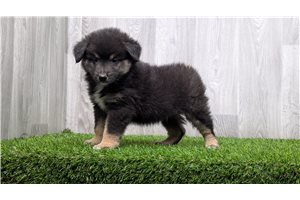 Lariat - Miniature Australian Shepherd for sale