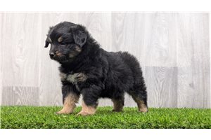 Dally - Miniature Australian Shepherd for sale