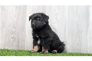 Cinch - Miniature Australian Shepherd for sale