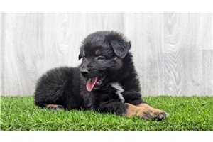 Ariat - puppy for sale