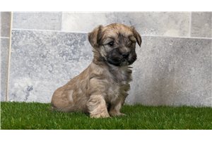 Igor - puppy for sale