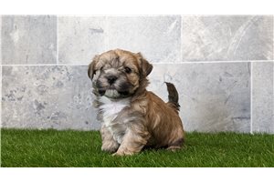 Iolaus - puppy for sale