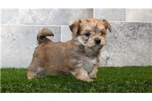 Iago - puppy for sale
