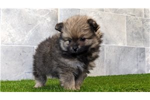 Ayden - Pomeranian for sale