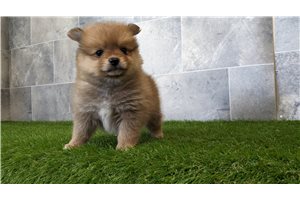 Ayla - Pomeranian for sale