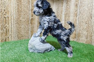 Luke - Poodle, Miniature for sale