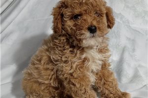 Sawyer - Poodle, Toy for sale