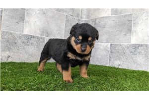 Bruno - Rottweiler for sale