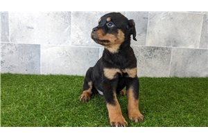Sable - Rottweiler for sale