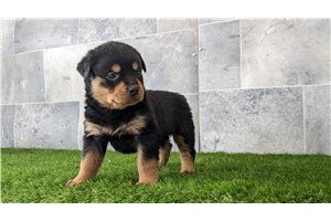 Maya - puppy for sale