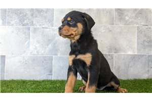 Maya - Rottweiler for sale
