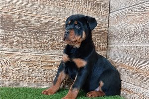 Miley - Rottweiler for sale