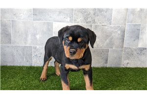 Nala - Rottweiler for sale