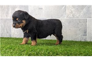 Max - Rottweiler for sale