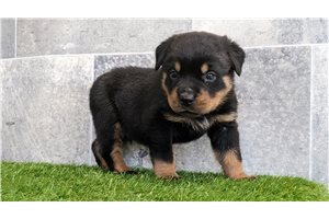 Yoshi - Rottweiler for sale