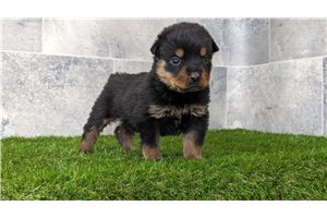 Sable - puppy for sale