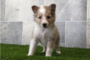 Mary - puppy for sale