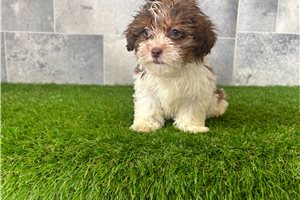 Miguel - Shih-Poo - Shihpoo for sale