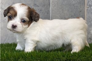 Maude - puppy for sale
