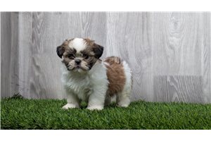Melvin - puppy for sale
