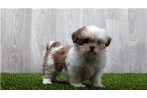 Maggie - puppy for sale