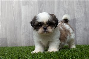 Merry - Shih Tzu for sale