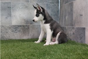 Rocco - Siberian Husky for sale