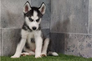 Siberian Husky Puppies for Sale | Pawrade.com