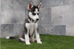 Siberian Husky Puppies for Sale | Pawrade.com