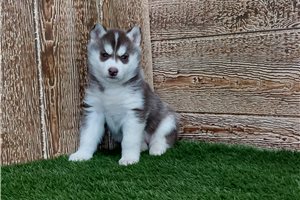 Briella - Siberian Husky for sale