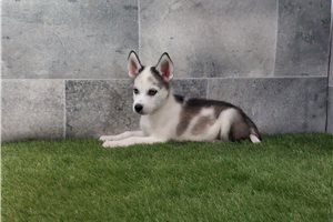 Siberian Husky Puppies for Sale | Pawrade.com