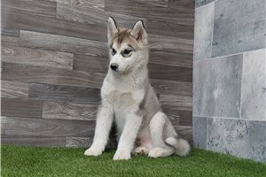 Brody - Siberian Husky for sale