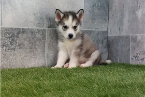 Siberian Husky for Sale | Puppies | Pawrade.com