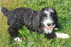 Leaf - Bernedoodle for sale