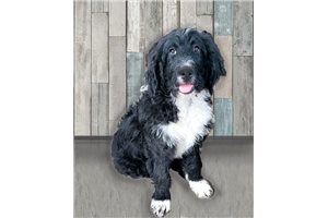 Berry - Bernedoodle for sale