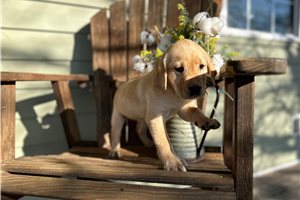 Paisley - Labrador Retriever for sale