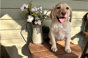 Peyton - Labrador Retriever for sale
