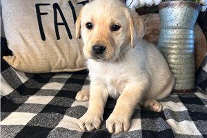 Presley - Labrador Retriever for sale