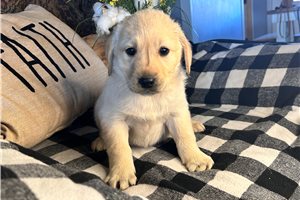 Phoenix - Labrador Retriever for sale