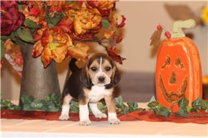 Piper - Beagle for sale