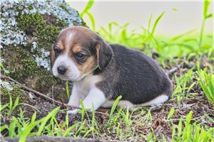 Tamara - Beagle for sale