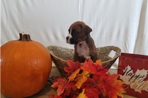 Thor - Boxer for sale