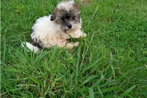 Albert - puppy for sale