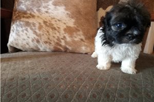 Digby - Havanese for sale