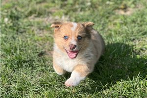 Gavin - puppy for sale