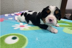 Zeke - puppy for sale